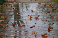 雨の一日