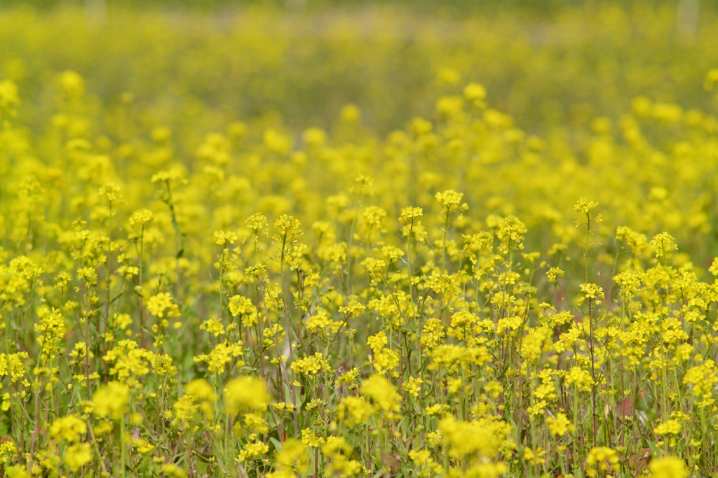 SPRING YELLOW3