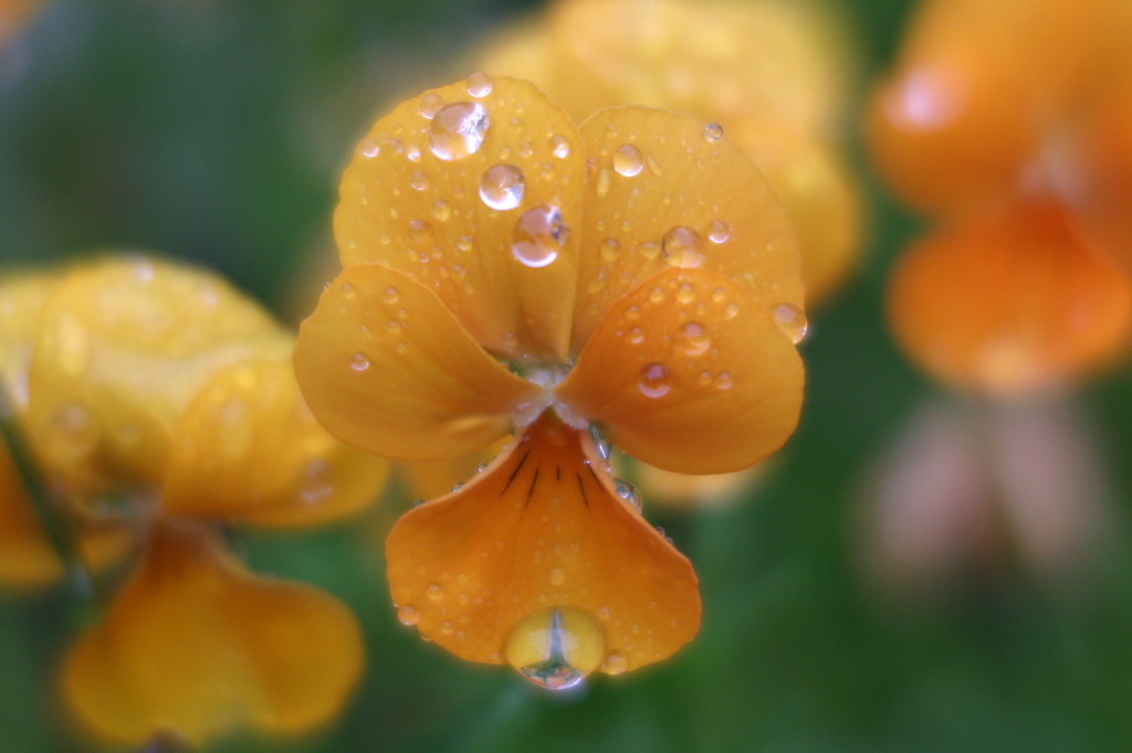 雨飾り