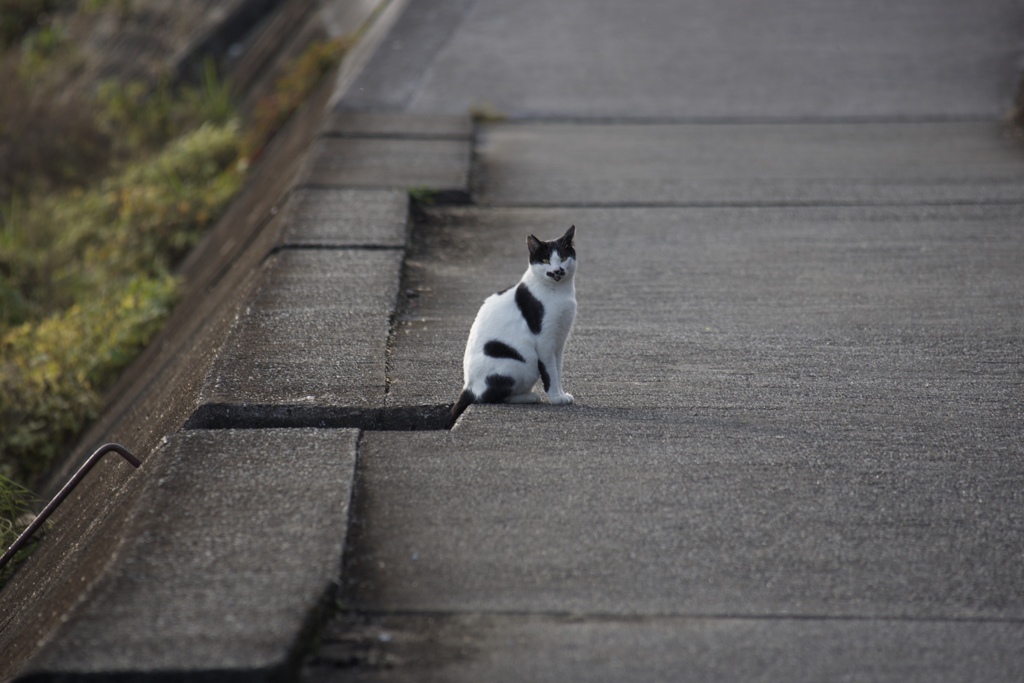 いつもの出会い