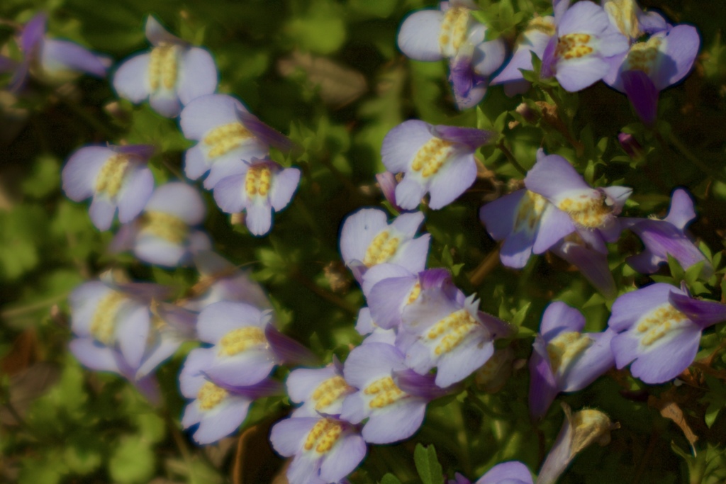 野の花　２