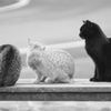 猫の背中