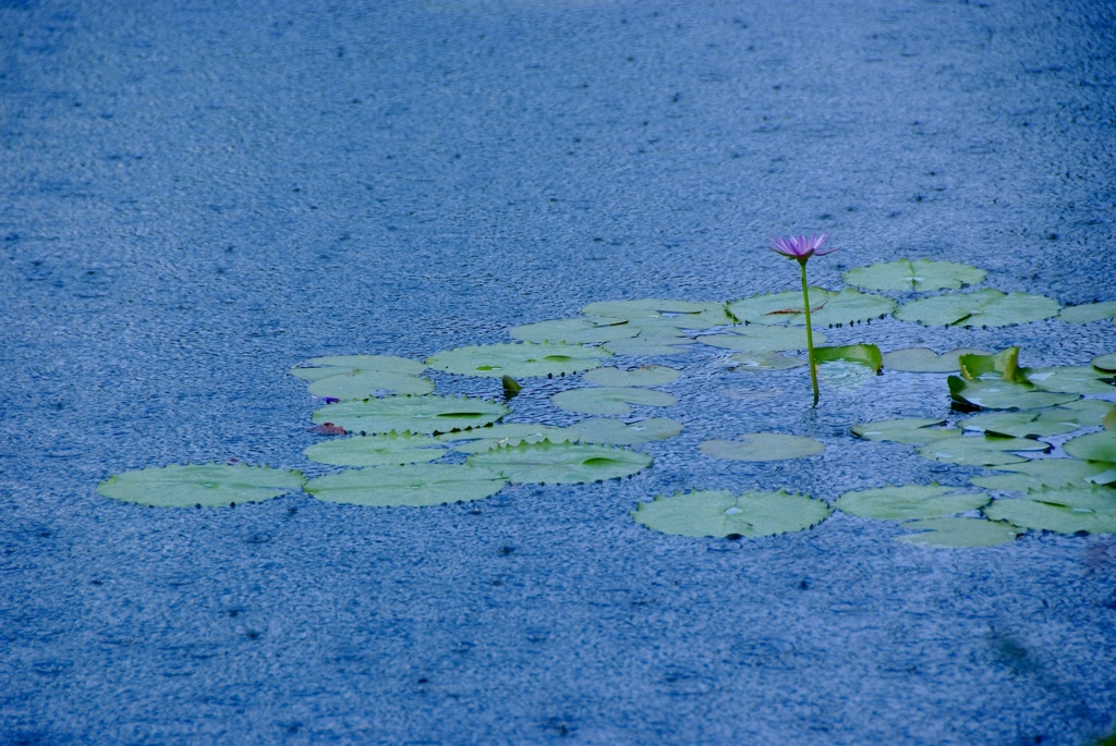 雨の風情
