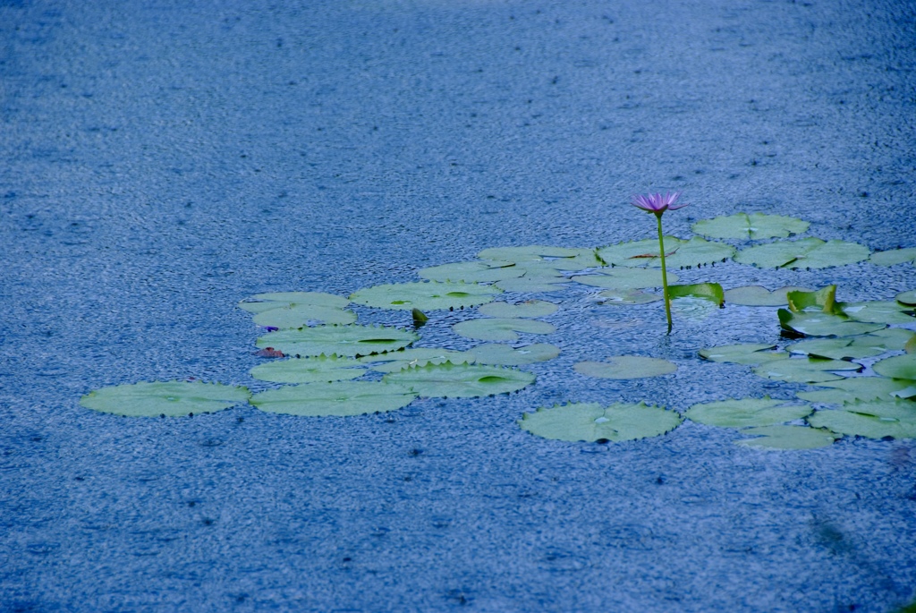 雨の風情