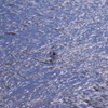 青の流れの中で