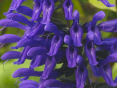 VIOLET VOICES
