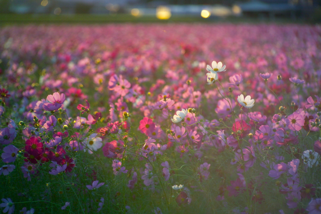 秋の夕暮れ