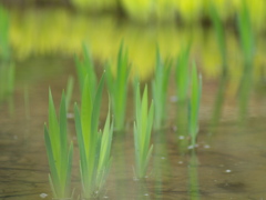 池にも春