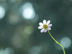 秋風に揺れて