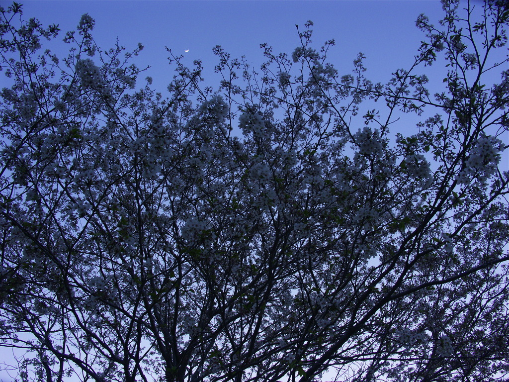 宵の桜