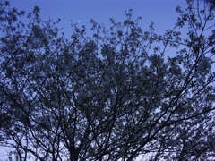 宵の桜