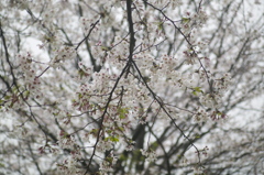 桜の時