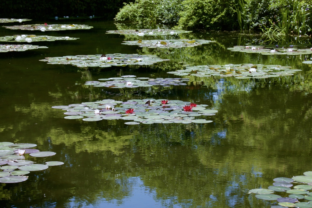 五月の池