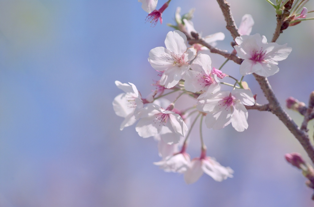 桜にバイバイ