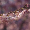 春の始まり