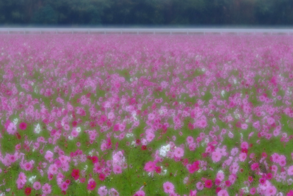 Cosmos way