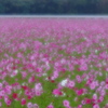 Cosmos way