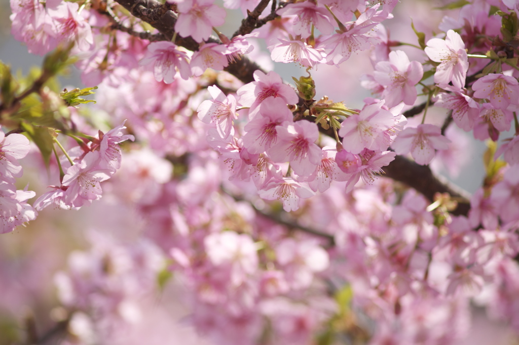 桜色の薫り