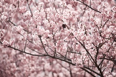 満面桜色