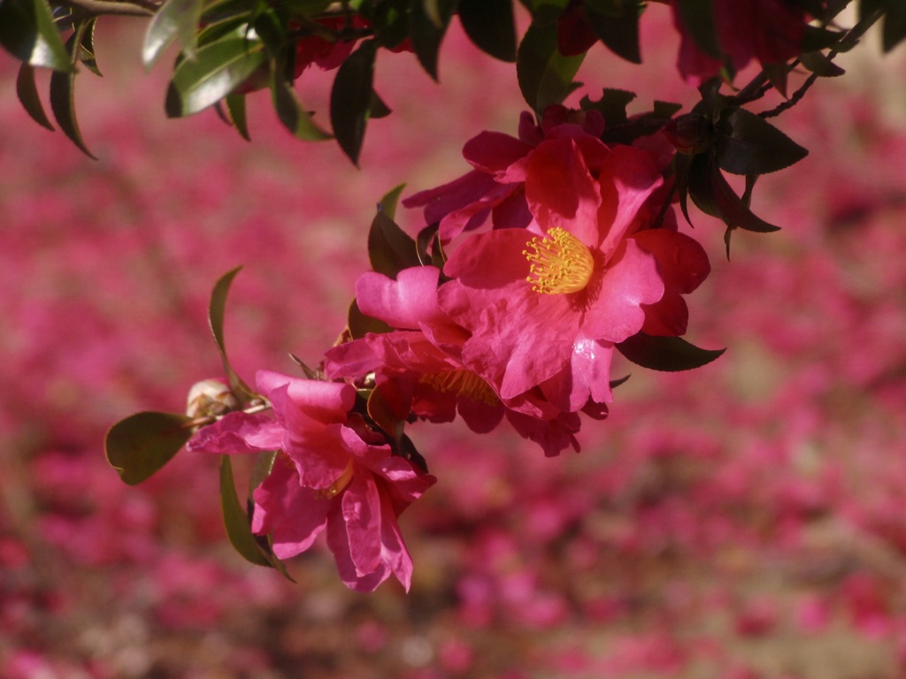 冬の華