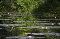 夏の池