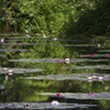 夏の池