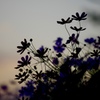 夕闇迫る