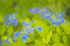 梅雨の舞