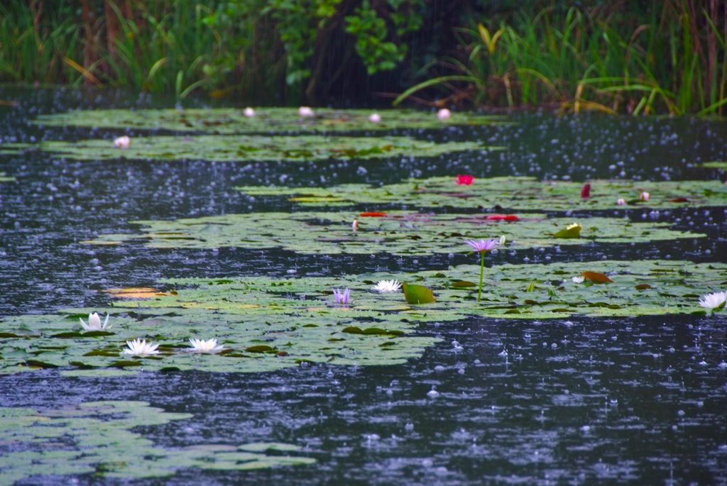 九月の雨音