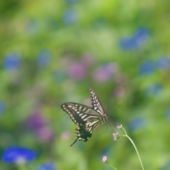 秋の野