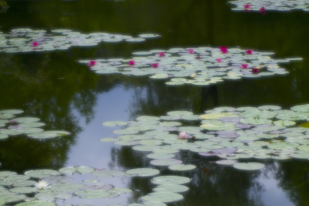 夏の水の庭　１