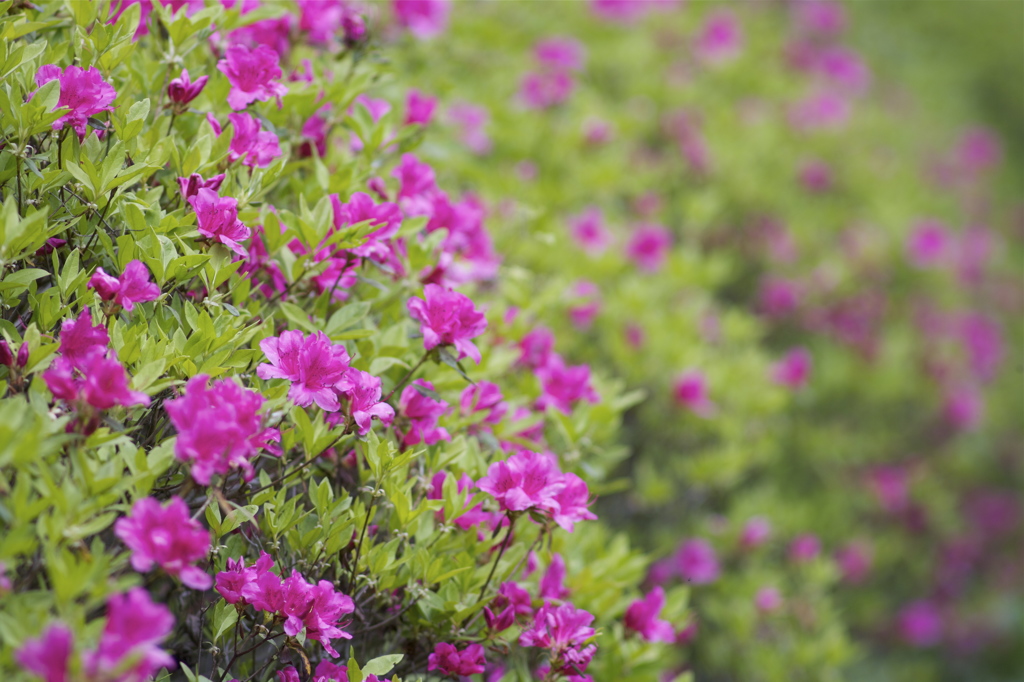 花の流儀