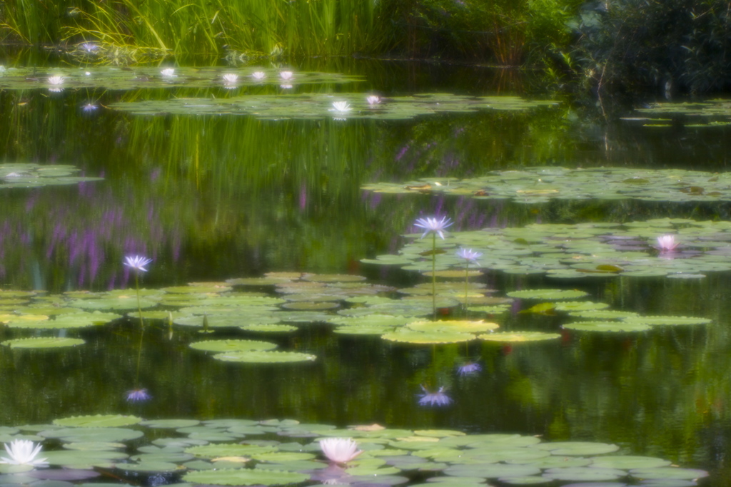 夏の水の庭４