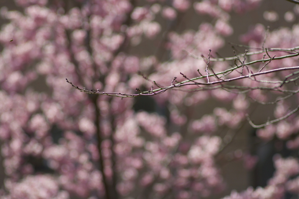 桜インターバル