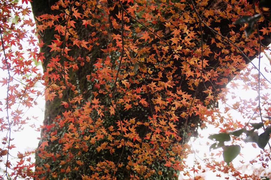 冬紅葉