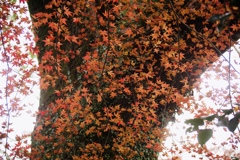 冬紅葉