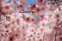 桜の間