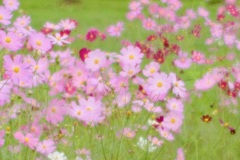 彩風 彩風