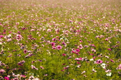 十二月のお花畑