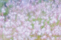 白い風