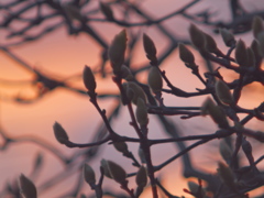 夕暮れ長閑