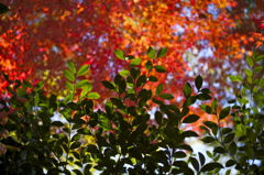 紅葉から緑へ