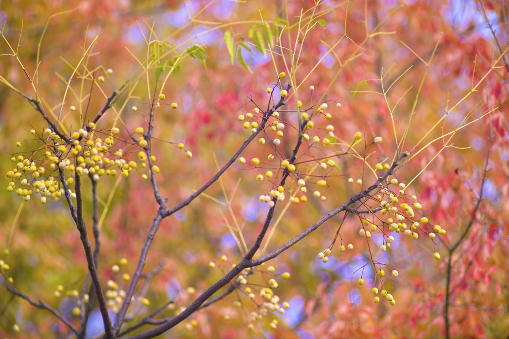 紅葉気分