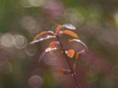 冬の雨の後