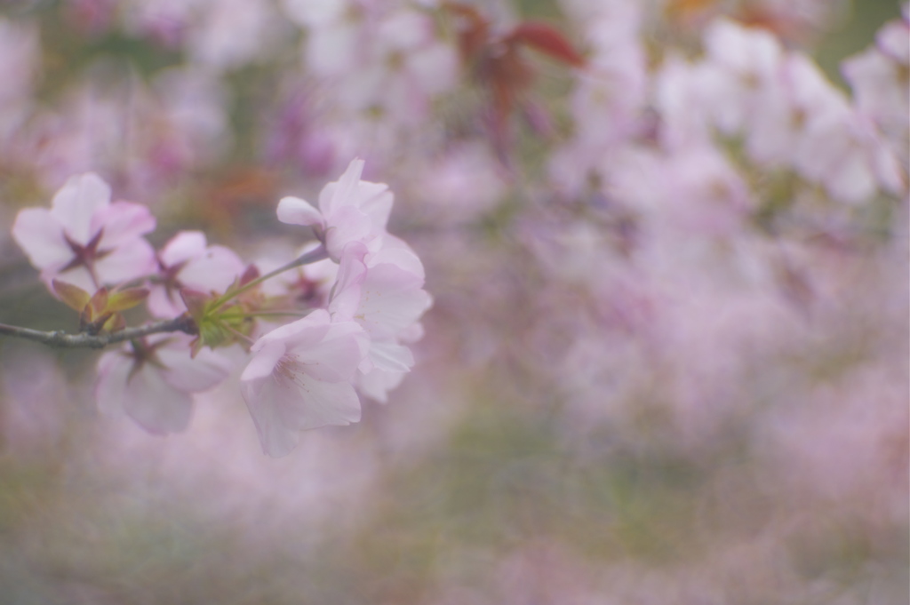 桜の吐息