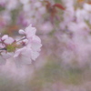 桜の吐息