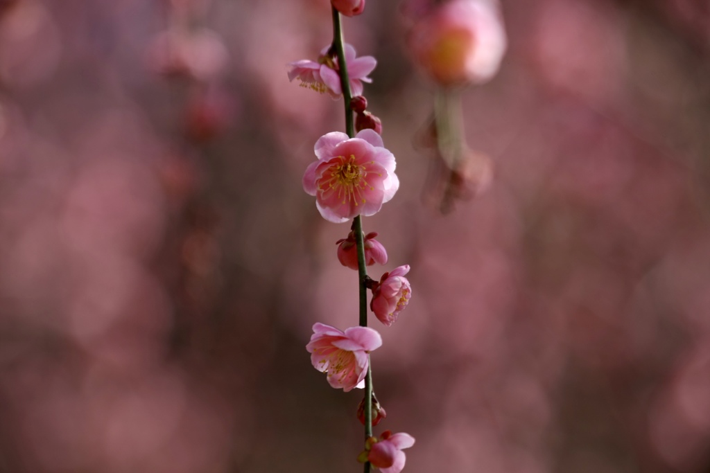 春一分