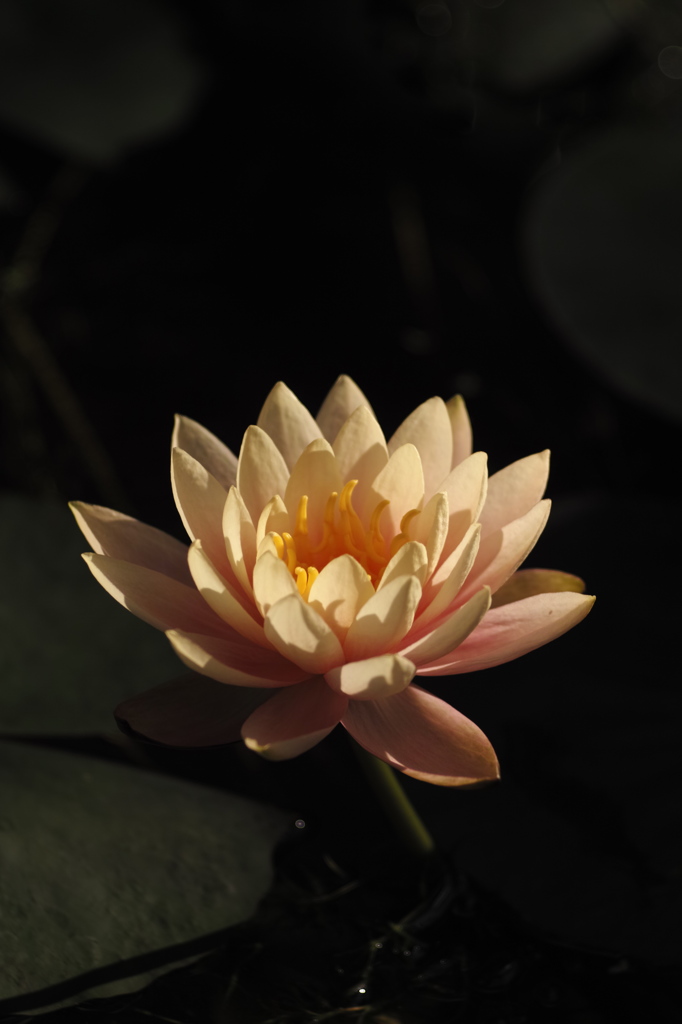 春華