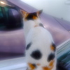 待ち猫