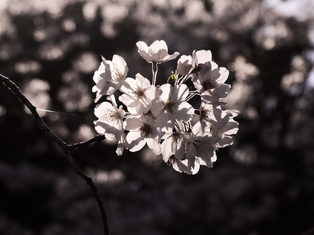 午後の桜